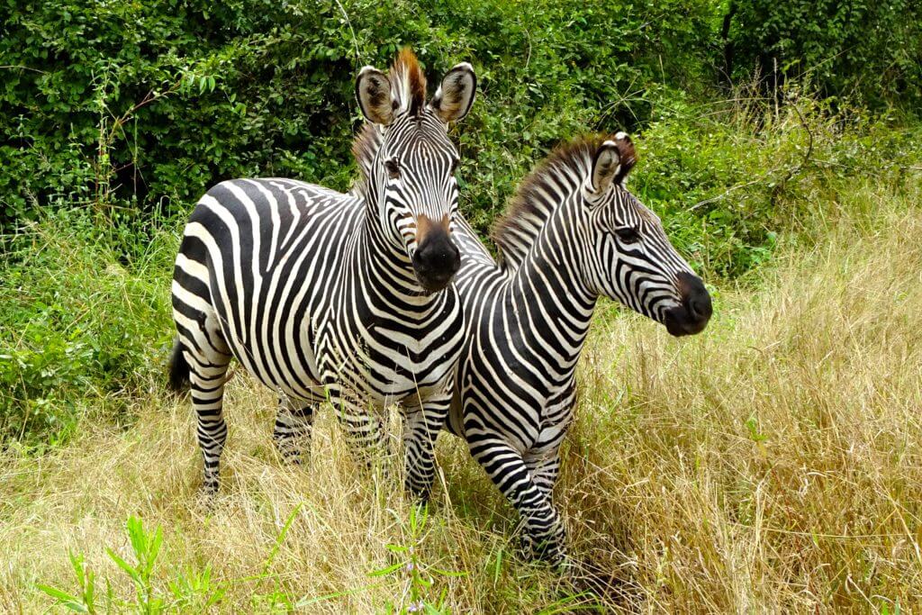 Jahresrück Reiseblog Groovy Planet, Zebras im South Luangwa Nationalpark von Sambia