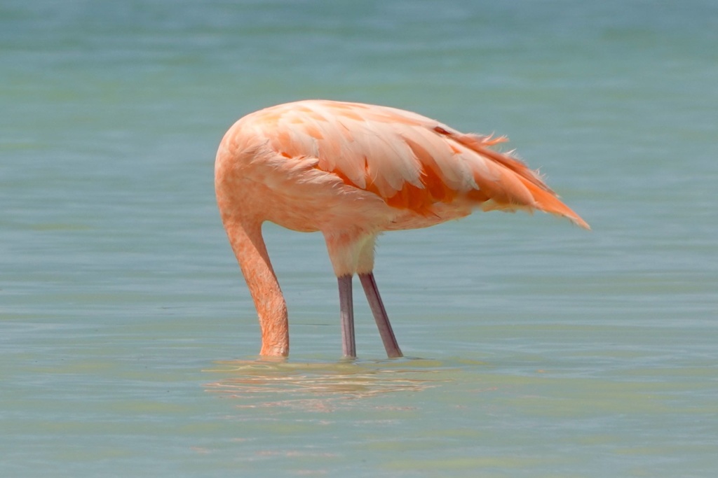 Río Lagartos: Flamingo steckt den Kopf ins Wasser.