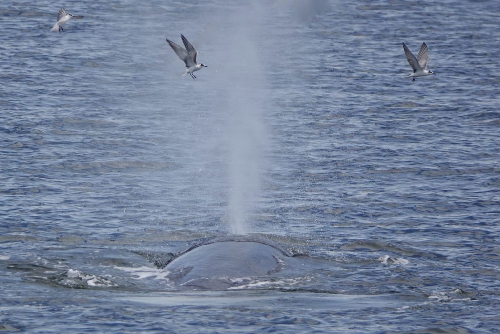 Luftausstoß eines Brydewals im Golf von Thailand
